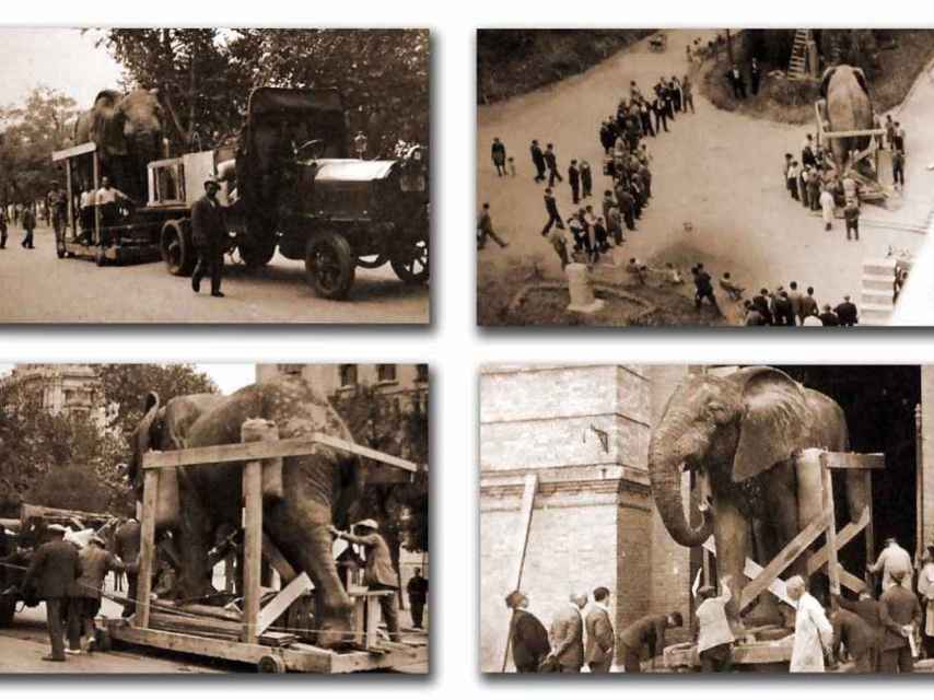 Traslado del elefante africano desde el Jardín Botánico al Museo de Ciencias Naturales, en 1932.