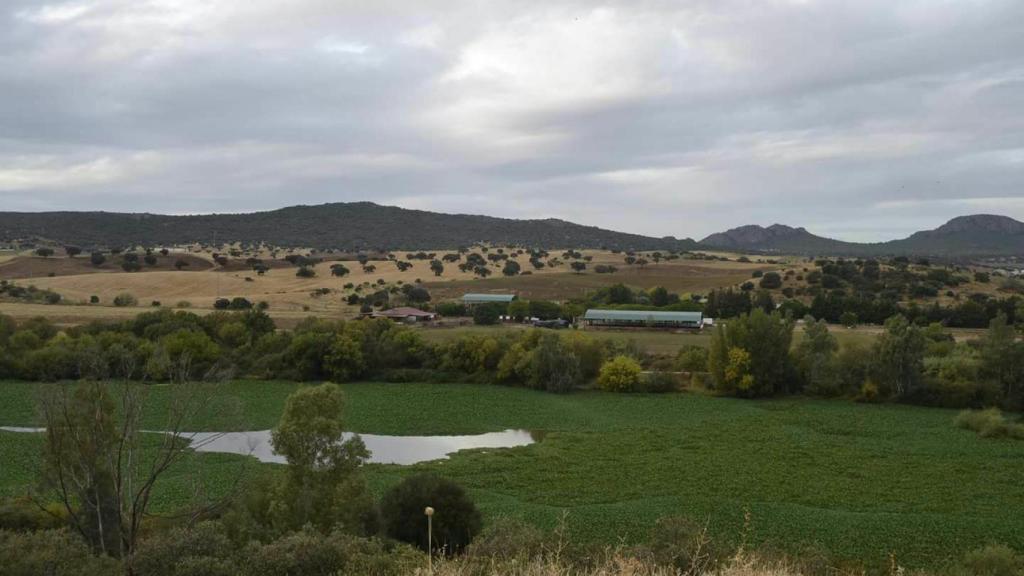 El camalote sobre la superficie del Guadiana a su paso por el municipio de Don Álvaro, en 2016.