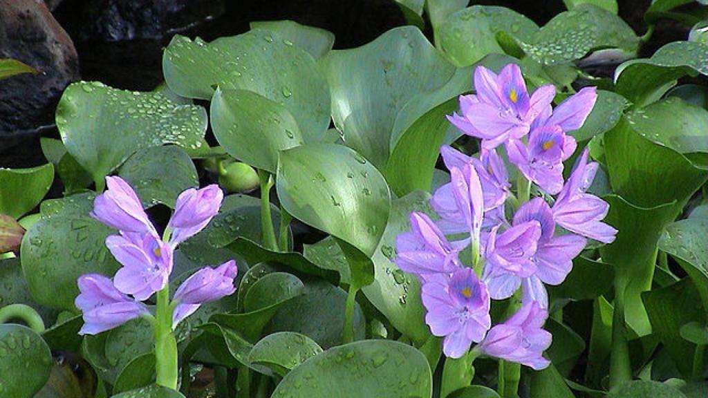 El camalote, que tiene una flor violeta, es una de las 100 especies invasoras más dañinas de todo el mundo.