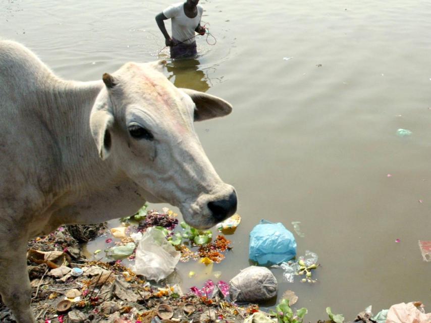Una vaca sagrada entre la basura de la orilla del Ganges.