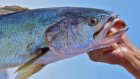 Corvina del Golfo de California.