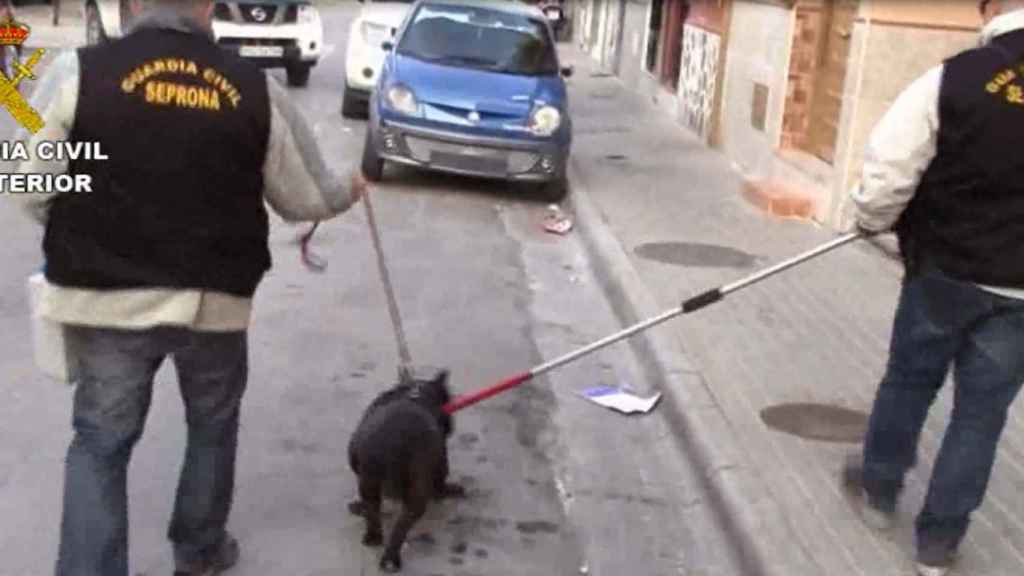 Dos agentes del Seprona con uno de los perros en manos de la organización