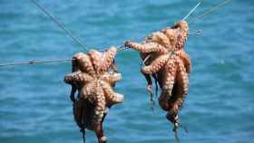 La aprobación del acuerdo permitirá a los pescadores españoles volver a aguas marroquíes