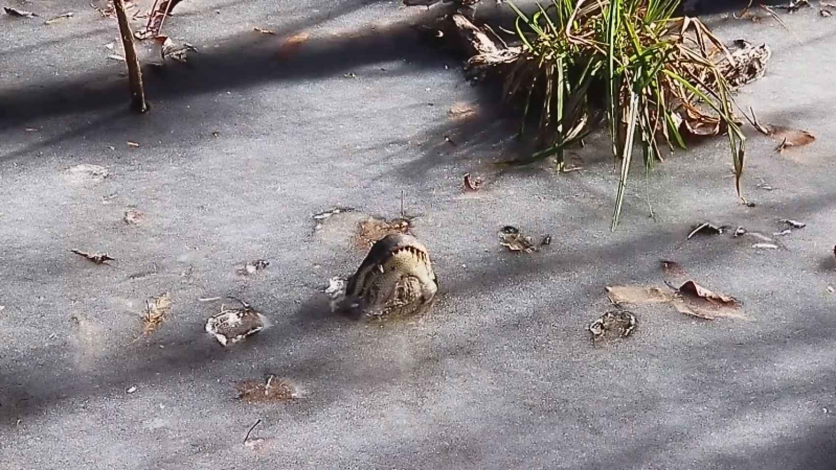 Uno de los caimanes atrapados en Swamp Park, en Estados Unidos.