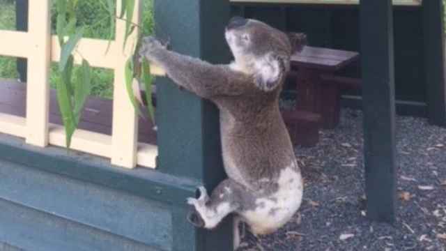 Imagen del koala atornillado a un poste.