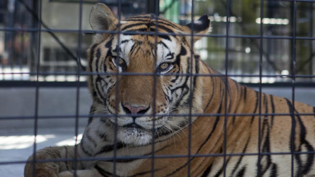 Los domadores se quedan sin leones: los circos donan sus fieras a las ONG