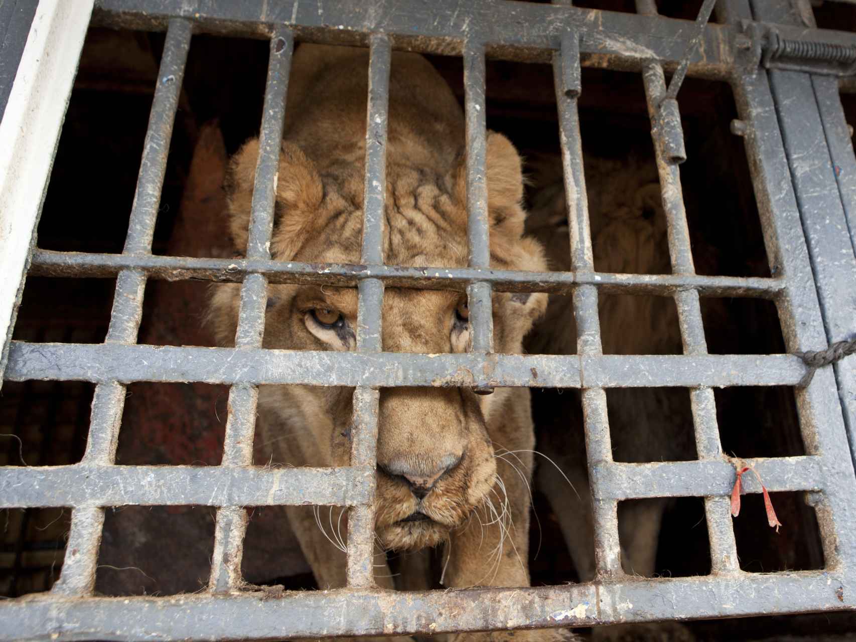 Los domadores se quedan sin leones: los circos donan sus fieras a las ONG