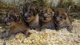 Algunos de los leones del zoo de Boras