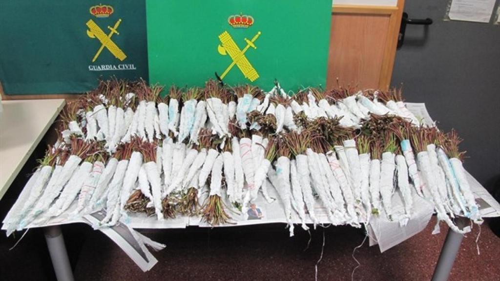 Cargamento de khat intervenido por la Guardia Civil el pasado 18 de diciembre en el Aeropuerto de Barcelona