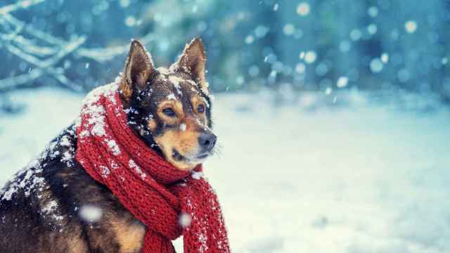 Cómo saber si hace demasiado frío para pasear a tu perro
