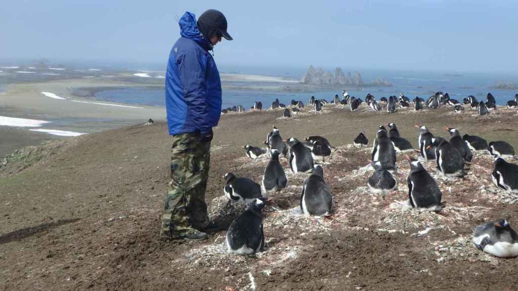 Andrés Barbosa observa a una comunidad de pingüinos papúa.