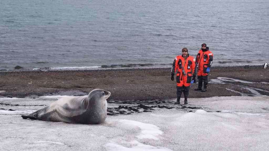 Trabajar en la Antártida implica convivir y respetar a la fauna del lugar.