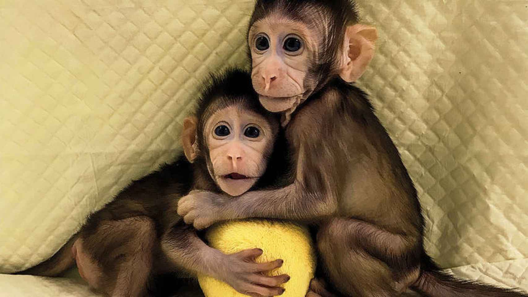 Imagen de los monos Zhong Zhong y Hua Hua