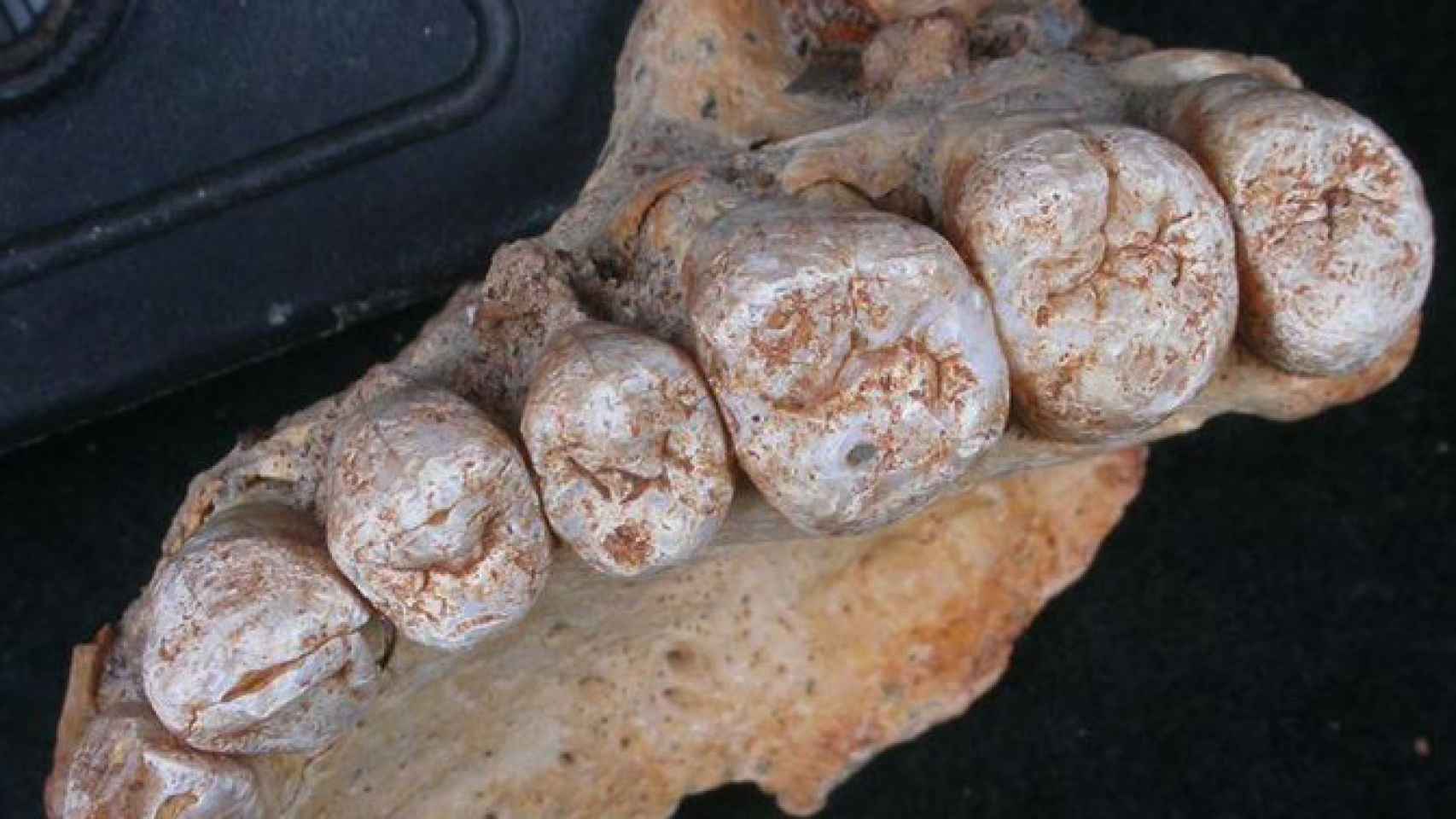La mandíbula de 'homo sapiens' hallada en Israel.