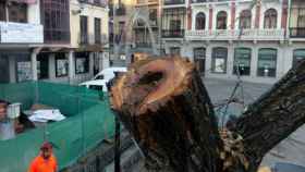 Imagen de uno de los árboles talados en Zocodover por su mal estado