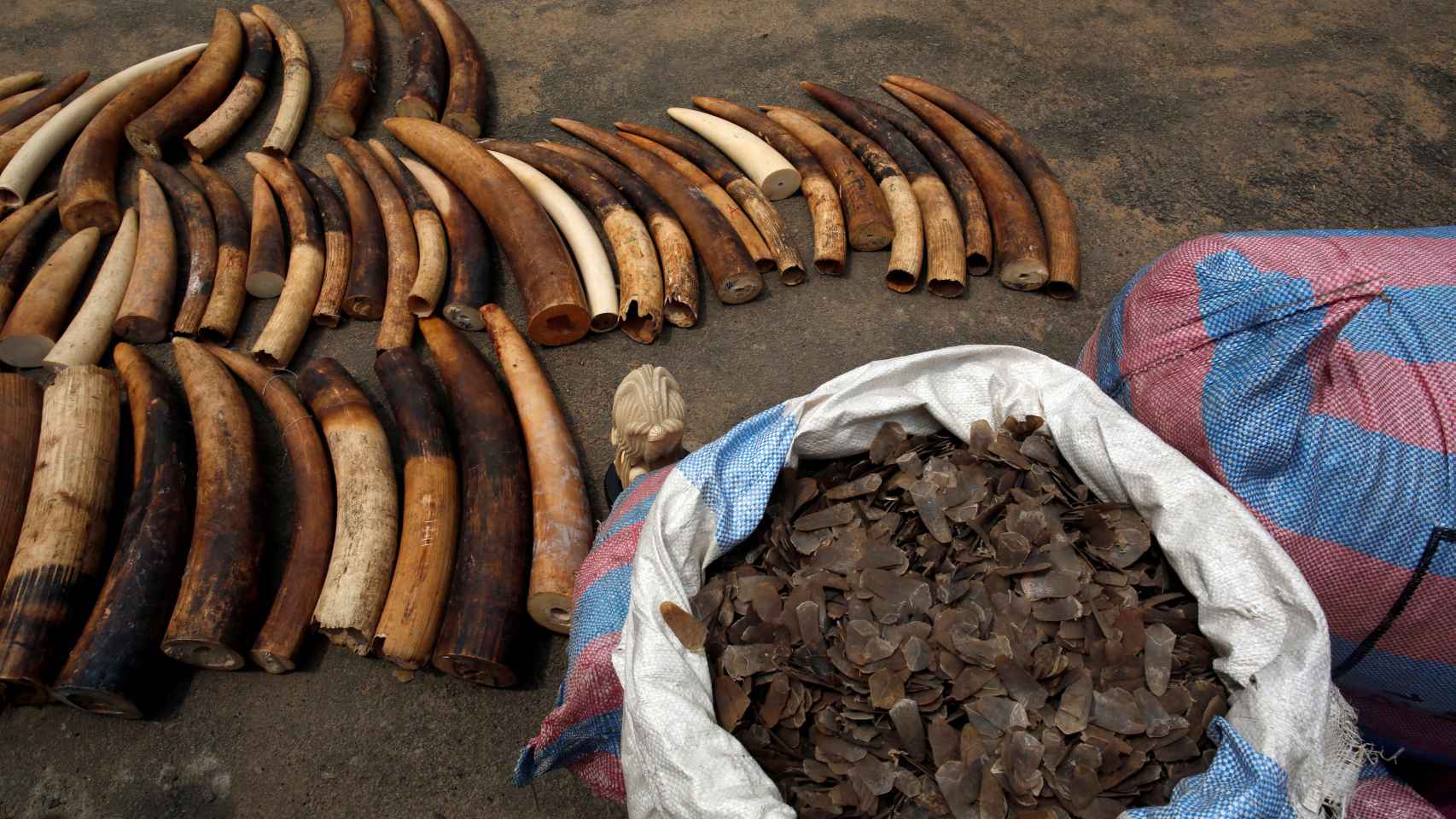 Indignante comercio de especies protegidas. Cuernos de elefante y escamas de pangolín decomisados a los furtivos por la Policía de Costa de Marfil en Abidjan. REUTERS/Luc Gnago.