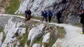 Unos turistas arrojan a un jabalí por una montaña en Asturias.
