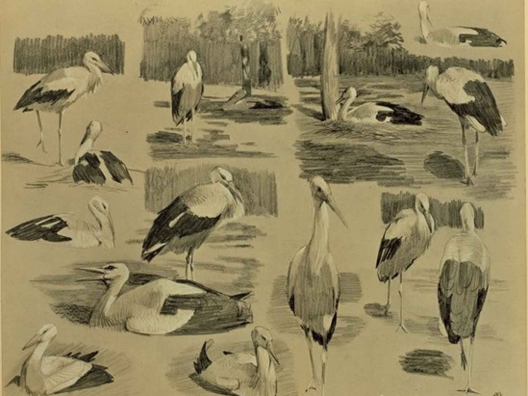 Cigüeñas dibujadas por Mathurin Méheut (1882-1958).