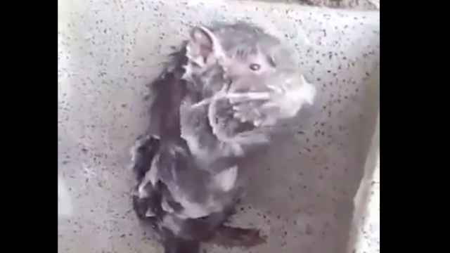 Esta rata duchándose es la nueva heroína de Internet