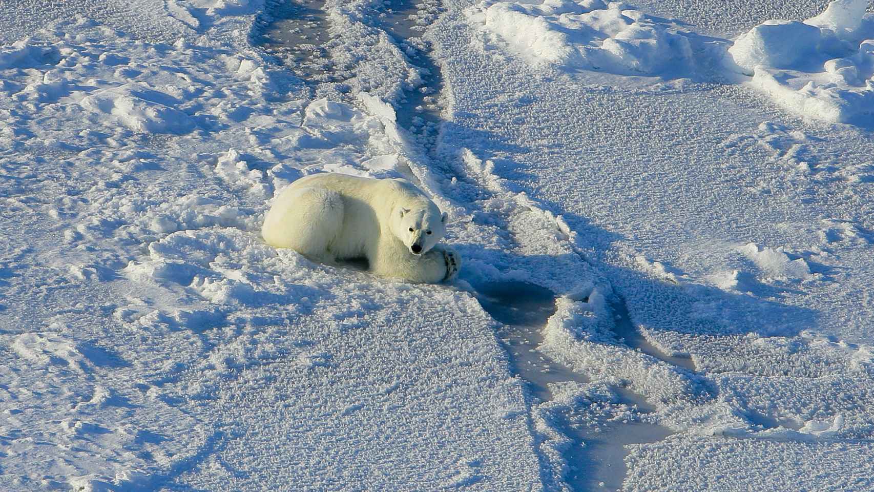 Una osa polar intentando cazar en el mar de Beaufort.