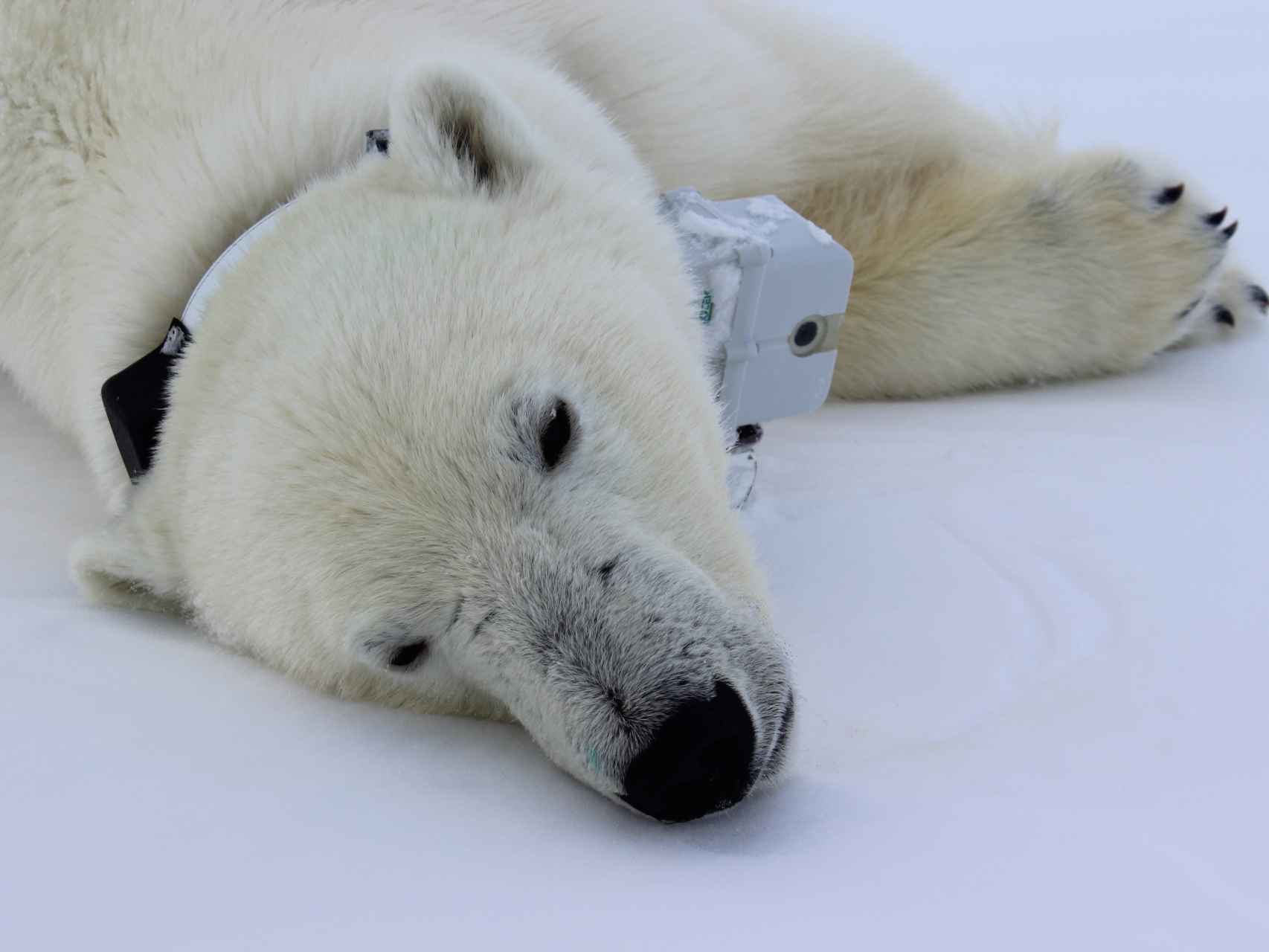 La población de osos polares se ha reducido un 30% en los últimos 45 años.