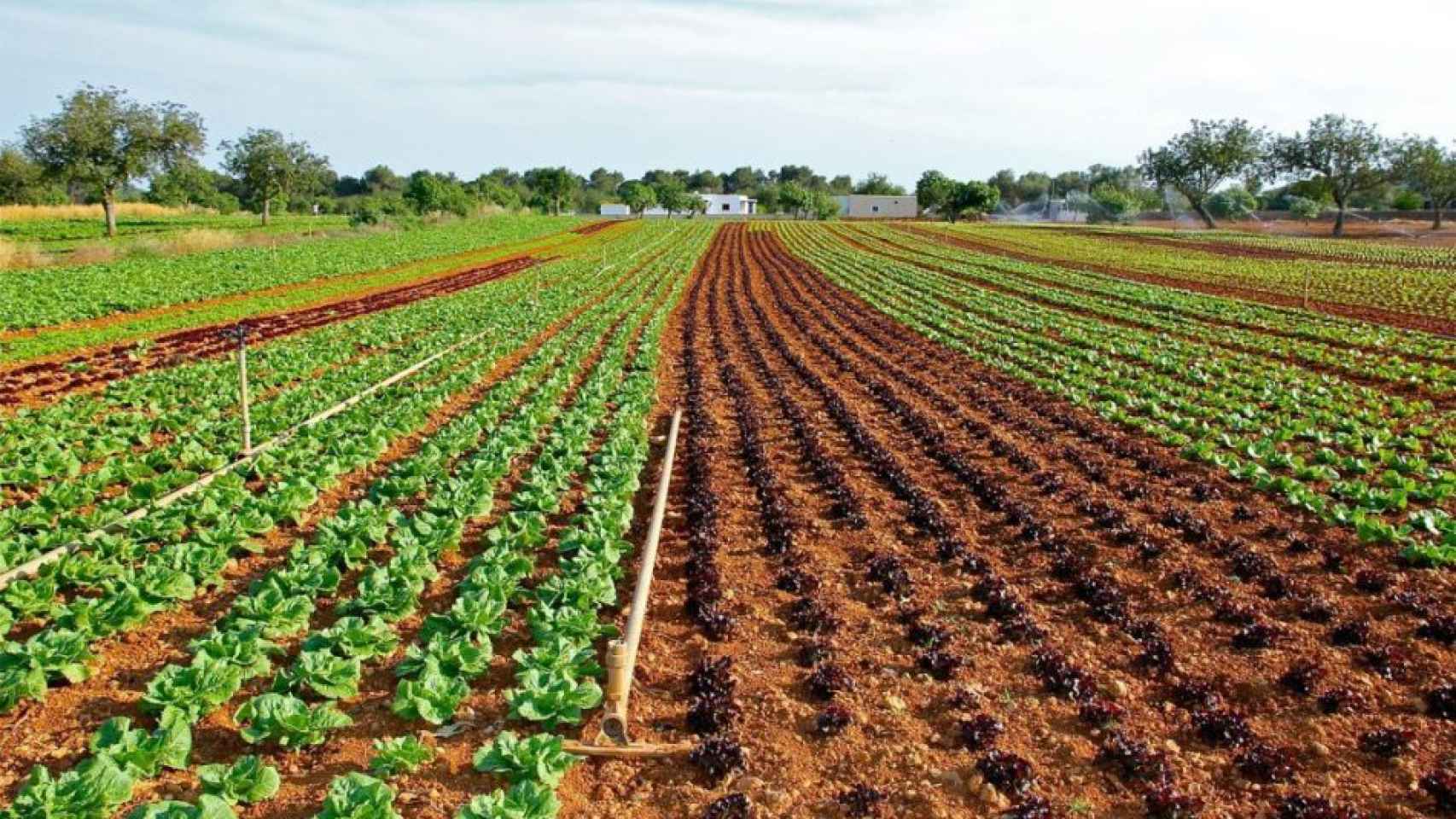 La agricultura sostenible permite que los alimentos sean más saludables.