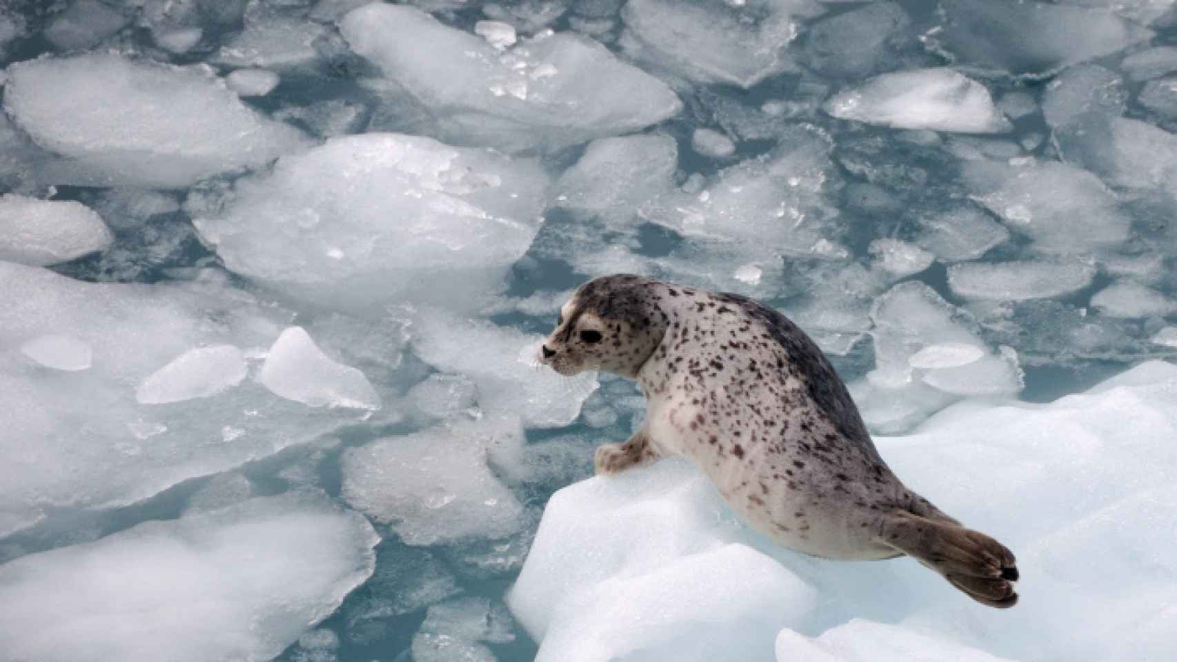 Un foca sobre un glaciar que se derrite en Alaska.