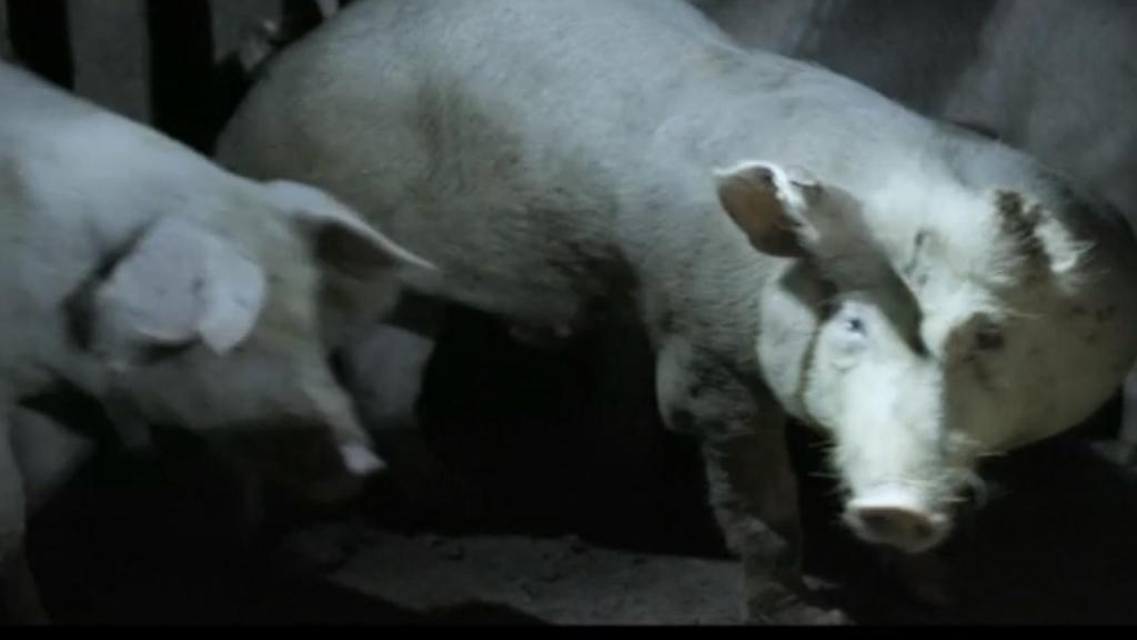 Salvados se coló en el área de recuperación de una granja junto a la ONG Igualdad Animal.