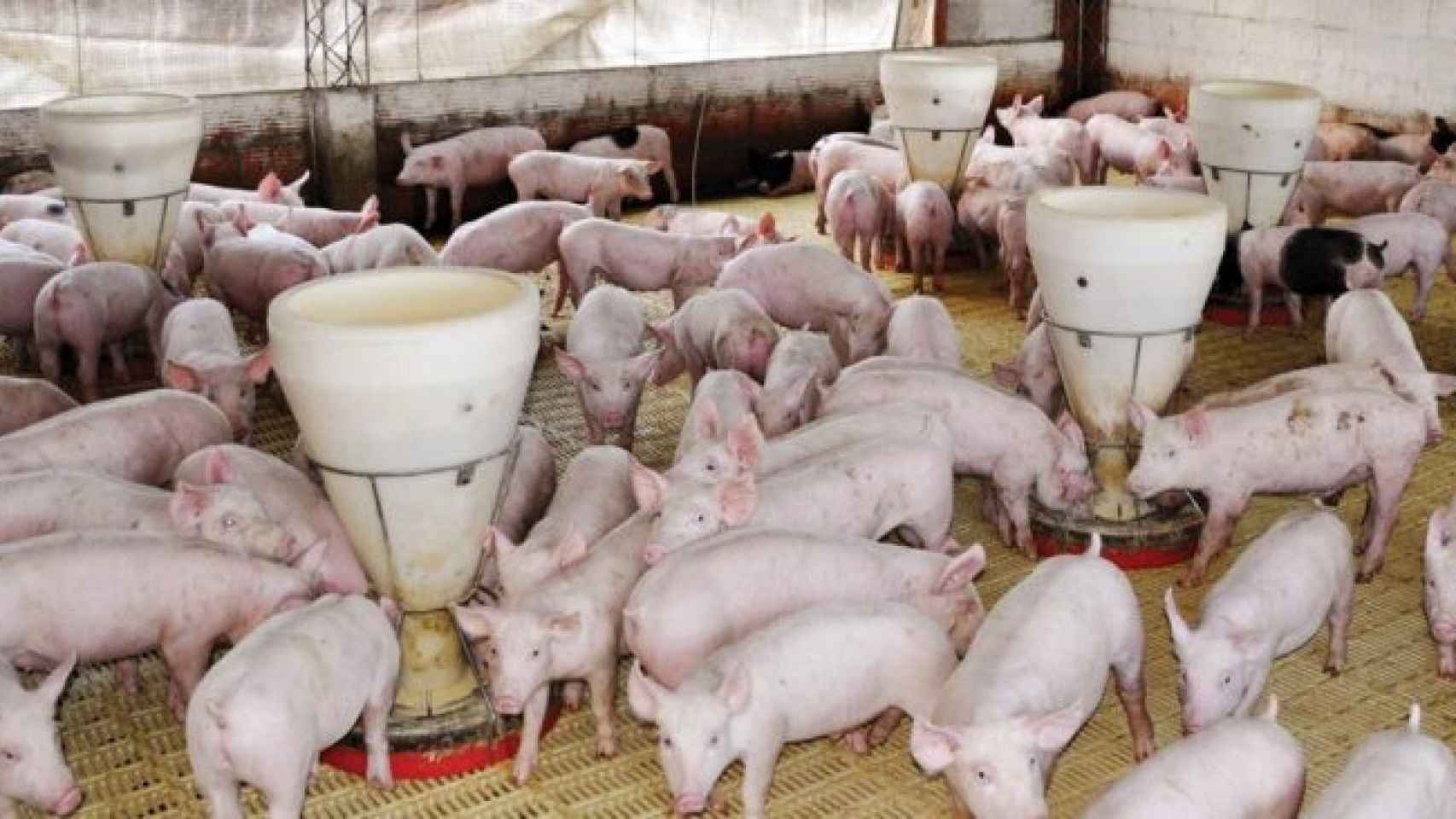cerdos sector porcino