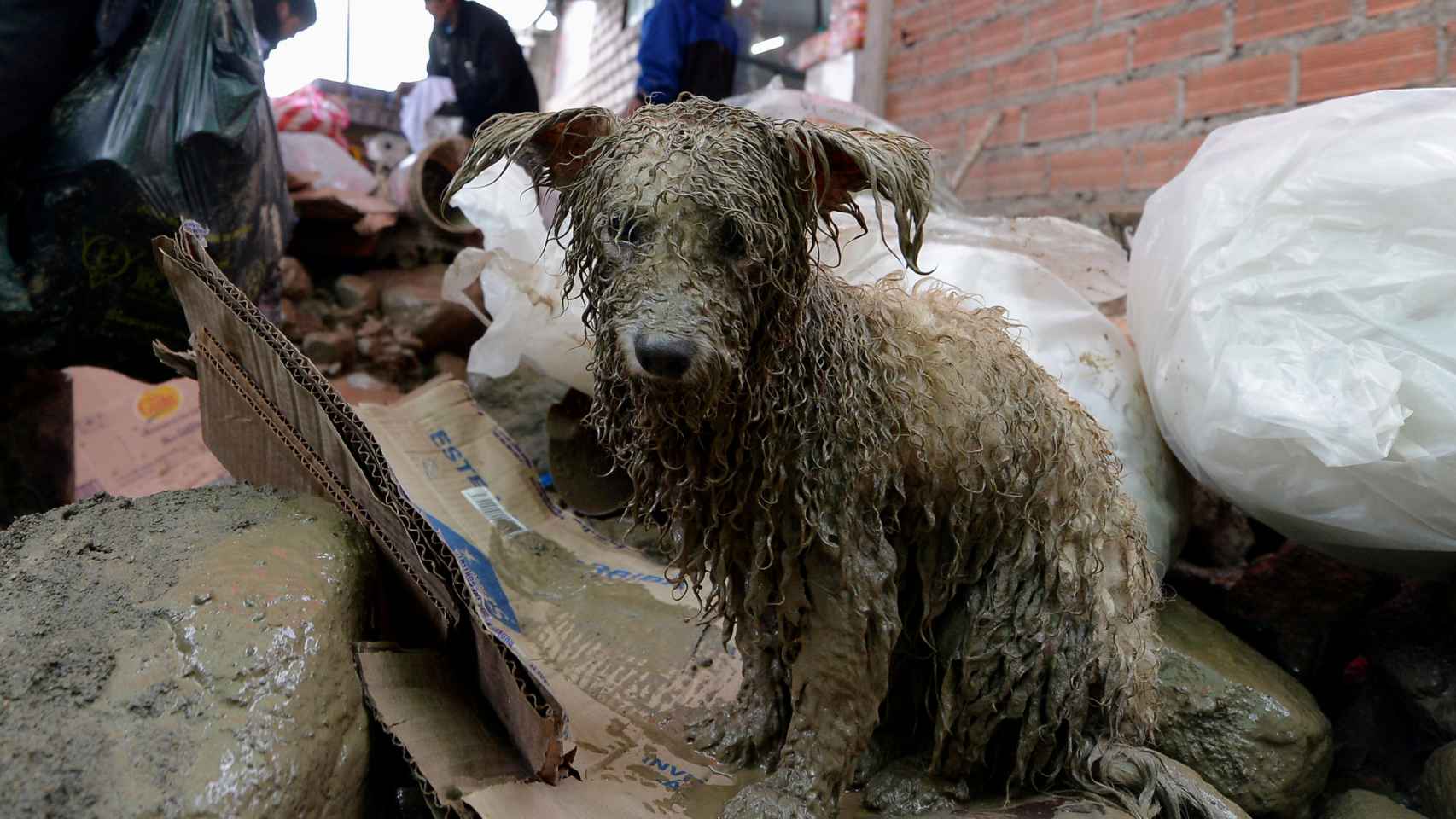 Un perro rescatado del alud de lodo que cubrió la localidad de Tiquipaya en Cochabamba, Bolivia, debido a las fuertes lluvias. REUTERS/Danilo Balderrama.