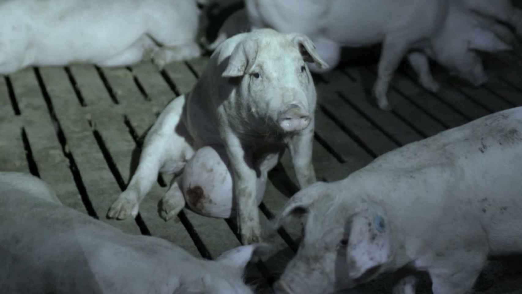 Uno de los cerdos que se encontraba en la granja de Cefusa.
