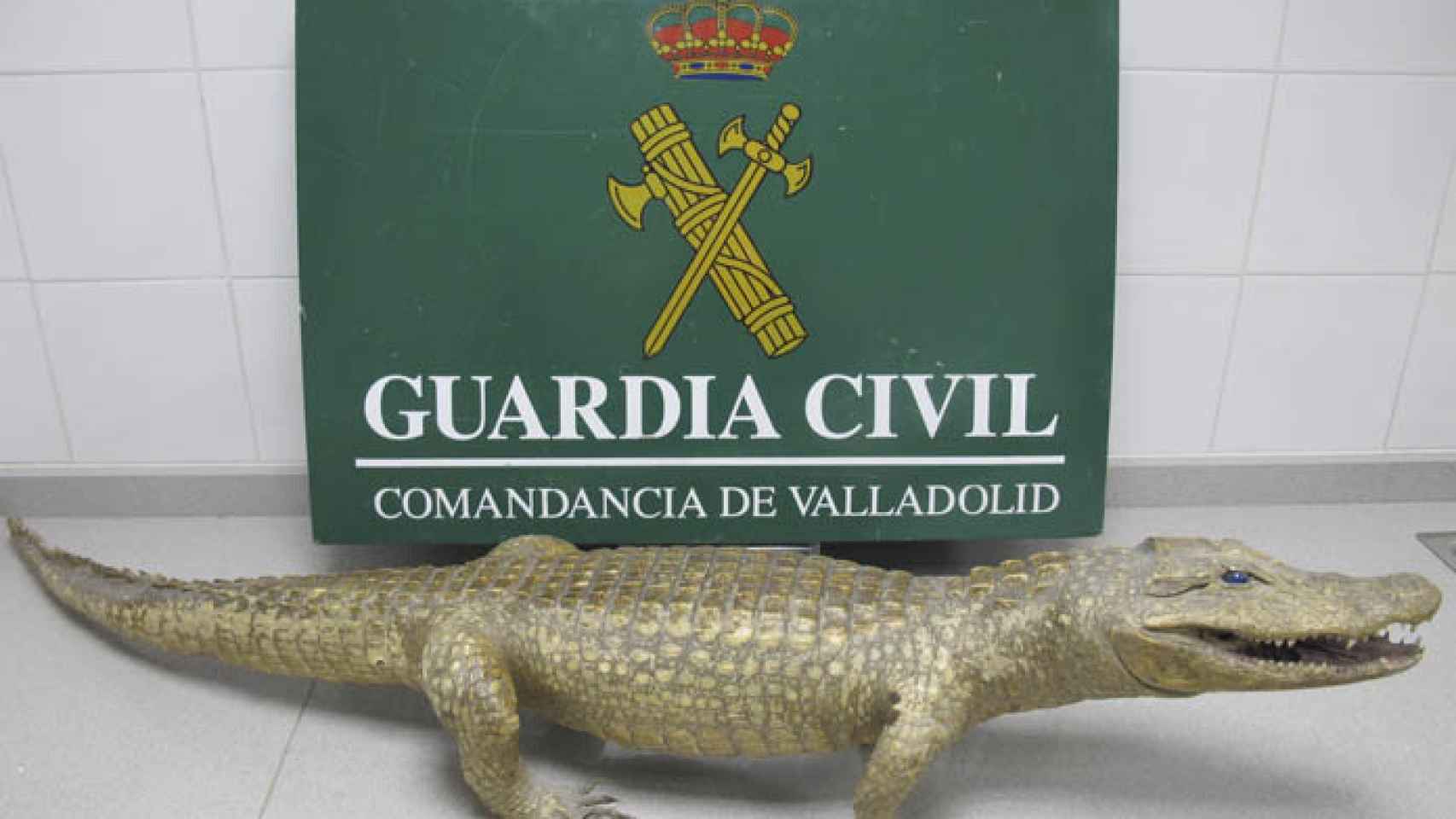 Valladolid-caiman-naturalizado-guardia-civil