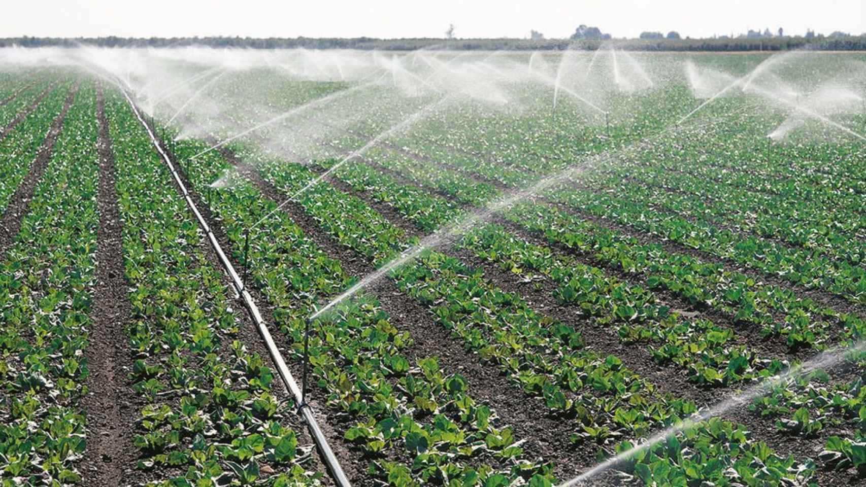 La agricultura es el principal consumidor de agua en España.