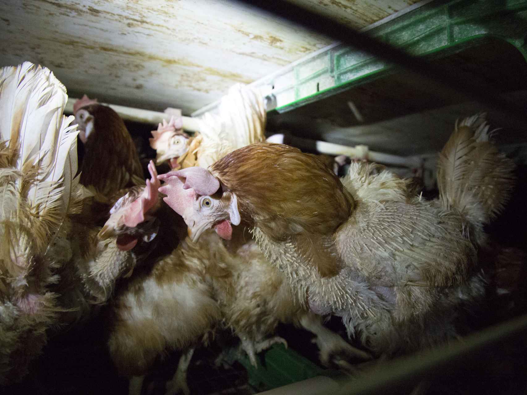 Estado en el que se encuentran algunas de las gallinas criadas en jaulas españolas.