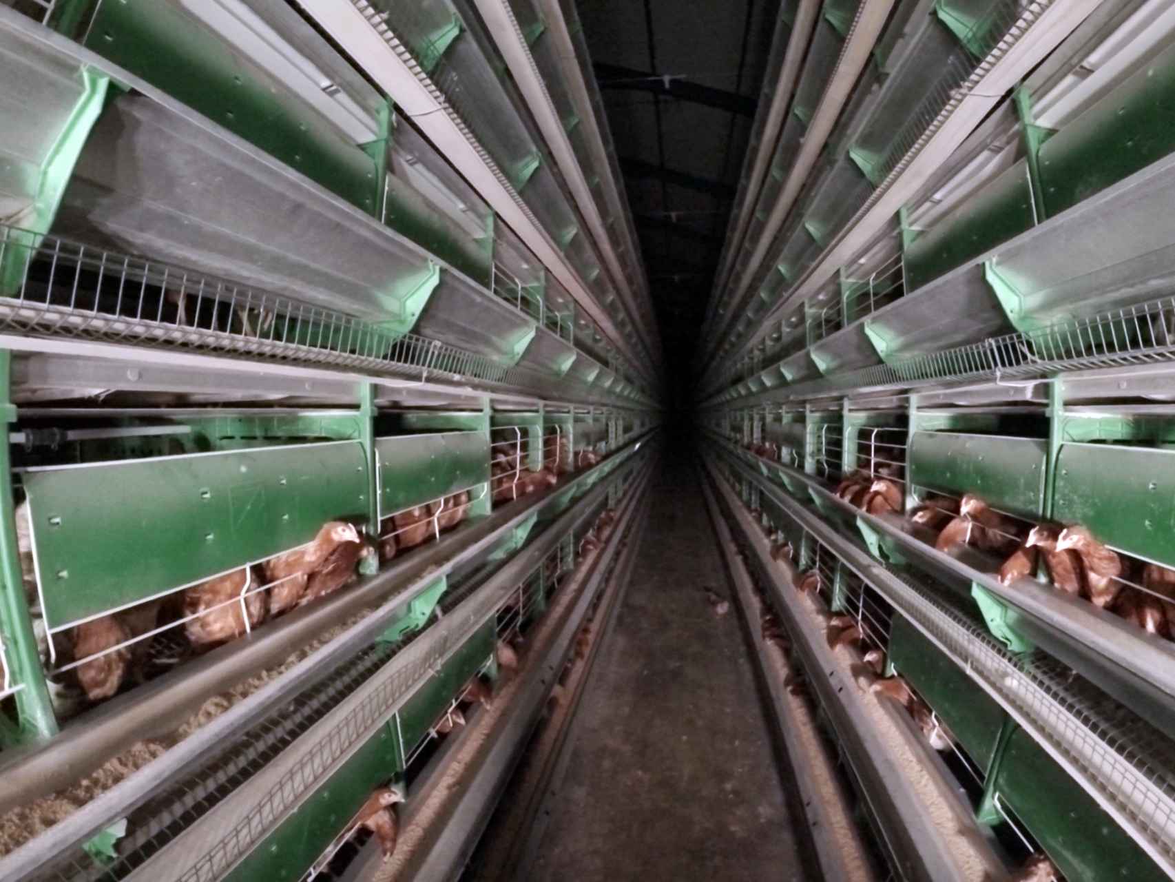 Centenares de jaulas en las que las gallinas son criadas en España.
