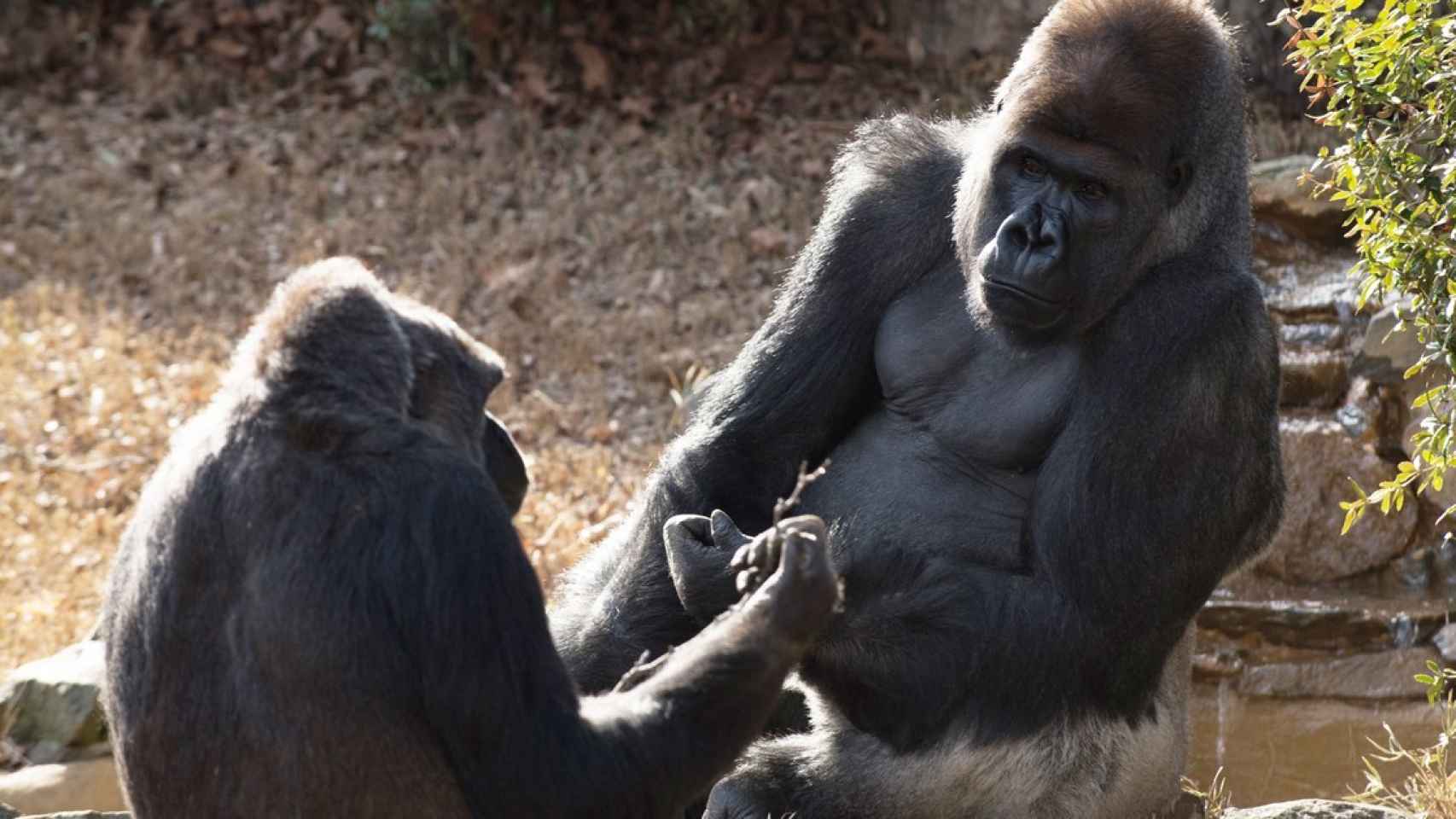Dos de los gorilas que se emparejaron con el  Tinder animal.