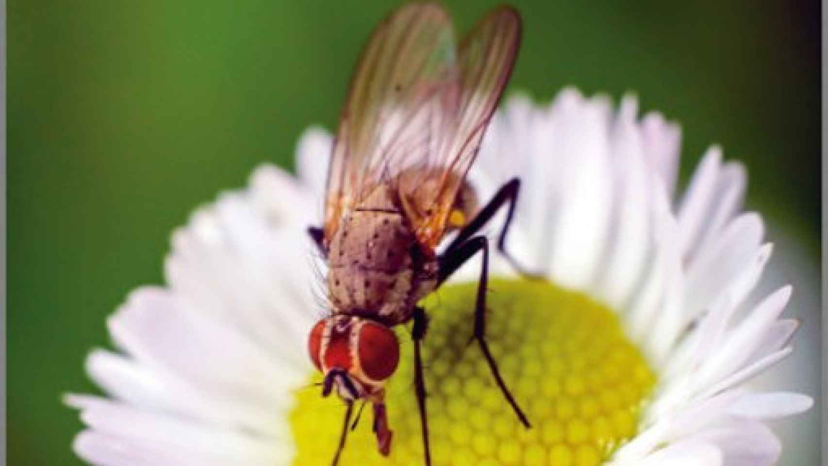 Image: Confesiones de una mosca