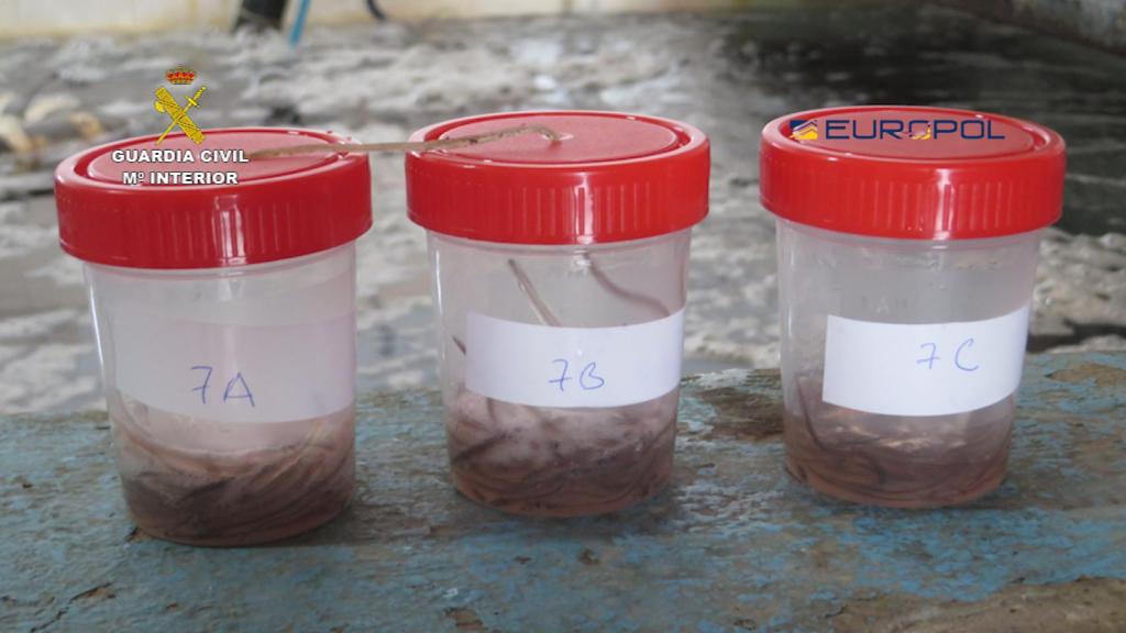 Muestras de angulas interceptadas por la Guardia Civil.