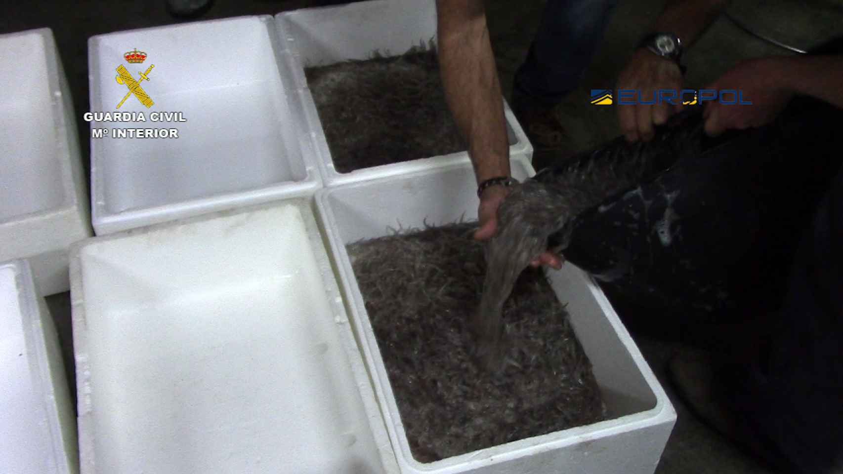 Las anguilas son transportadas en bolsas facturadas o en el equipaje de mano de las mulas.