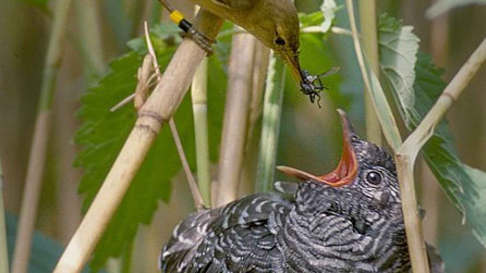 Un cuco aprovechando su pericia en un nido ajeno.