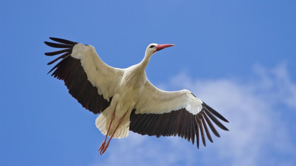 Las cigüeñas blancas (Ciconia ciconia) de algunas zonas se han vuelto sedentarias porque comen de los vertederos