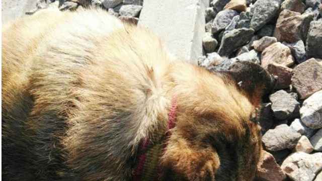 La veintena de perros muertos han aparecido en varios pueblos de la provincia de Sevilla