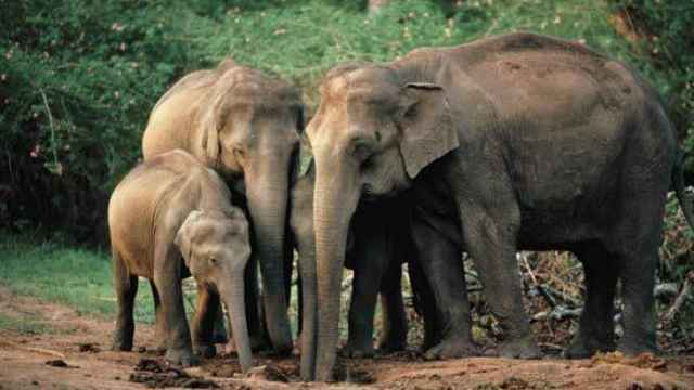 Una familia de elefantes asiáticos