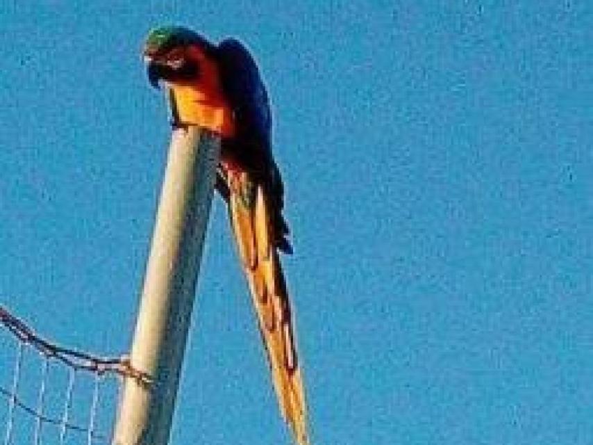 El loro gigante futbolero que está en busca y captura en Santa Gertrudis.