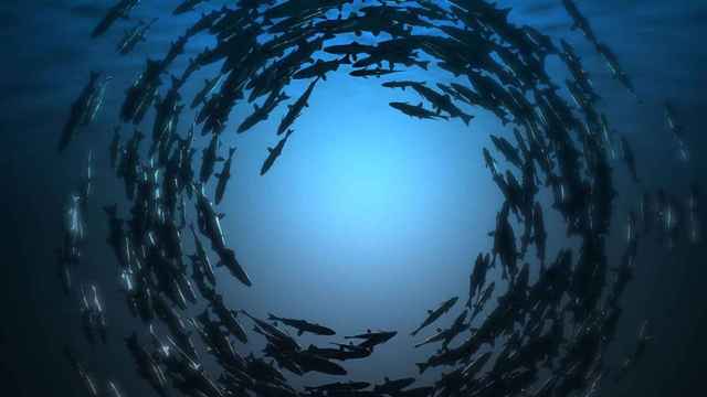 eachmile fishcoin alimentacion pescados mariscos blockchain