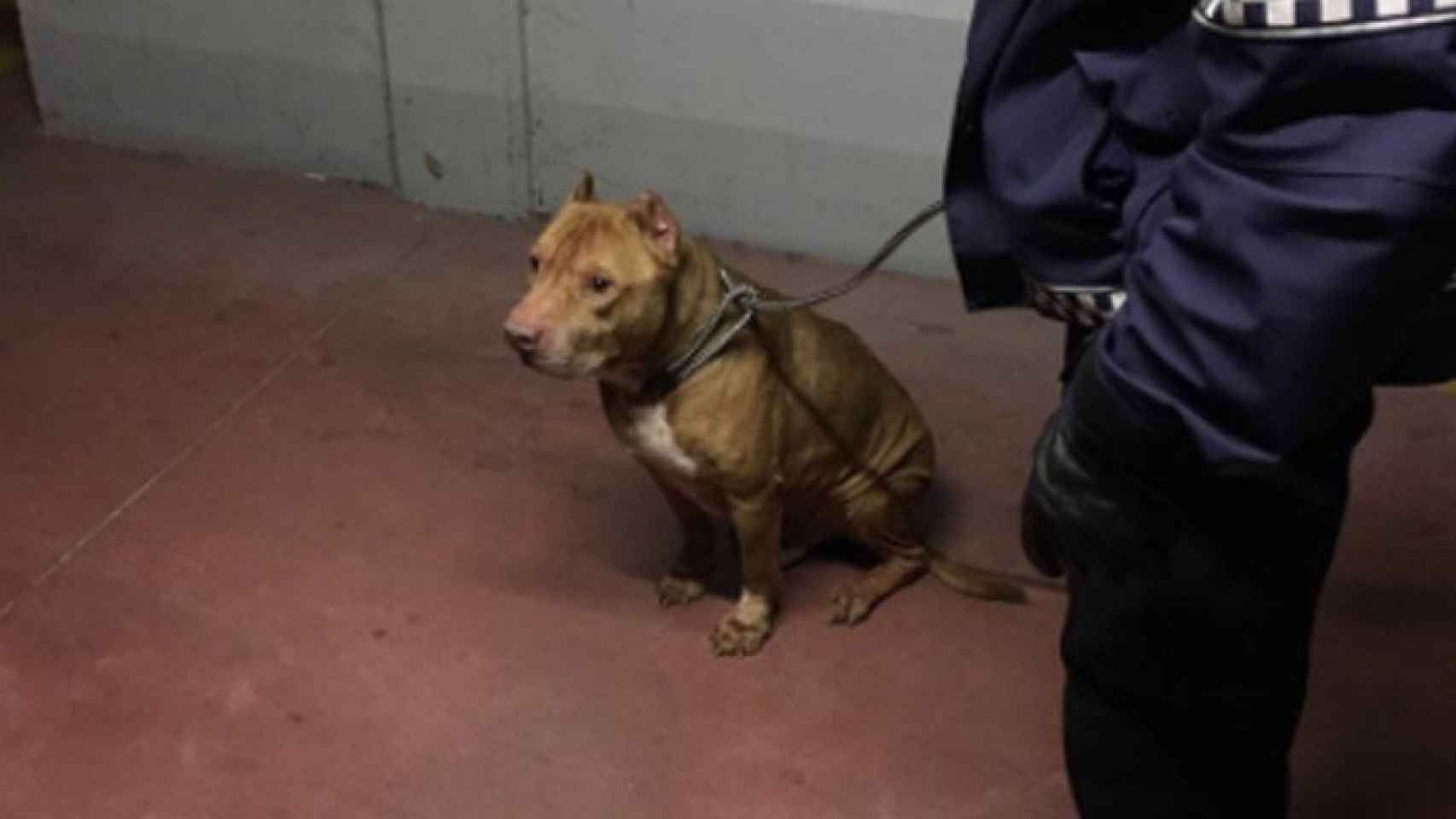 Valladolid-perro-rescatado-bomberos-policia
