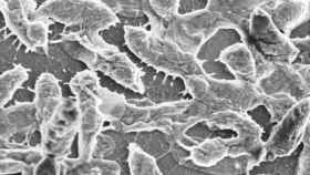 Imagen al microscopio de la bacteria Aeromonas hydrophila strain SSU, responsable del incidente.