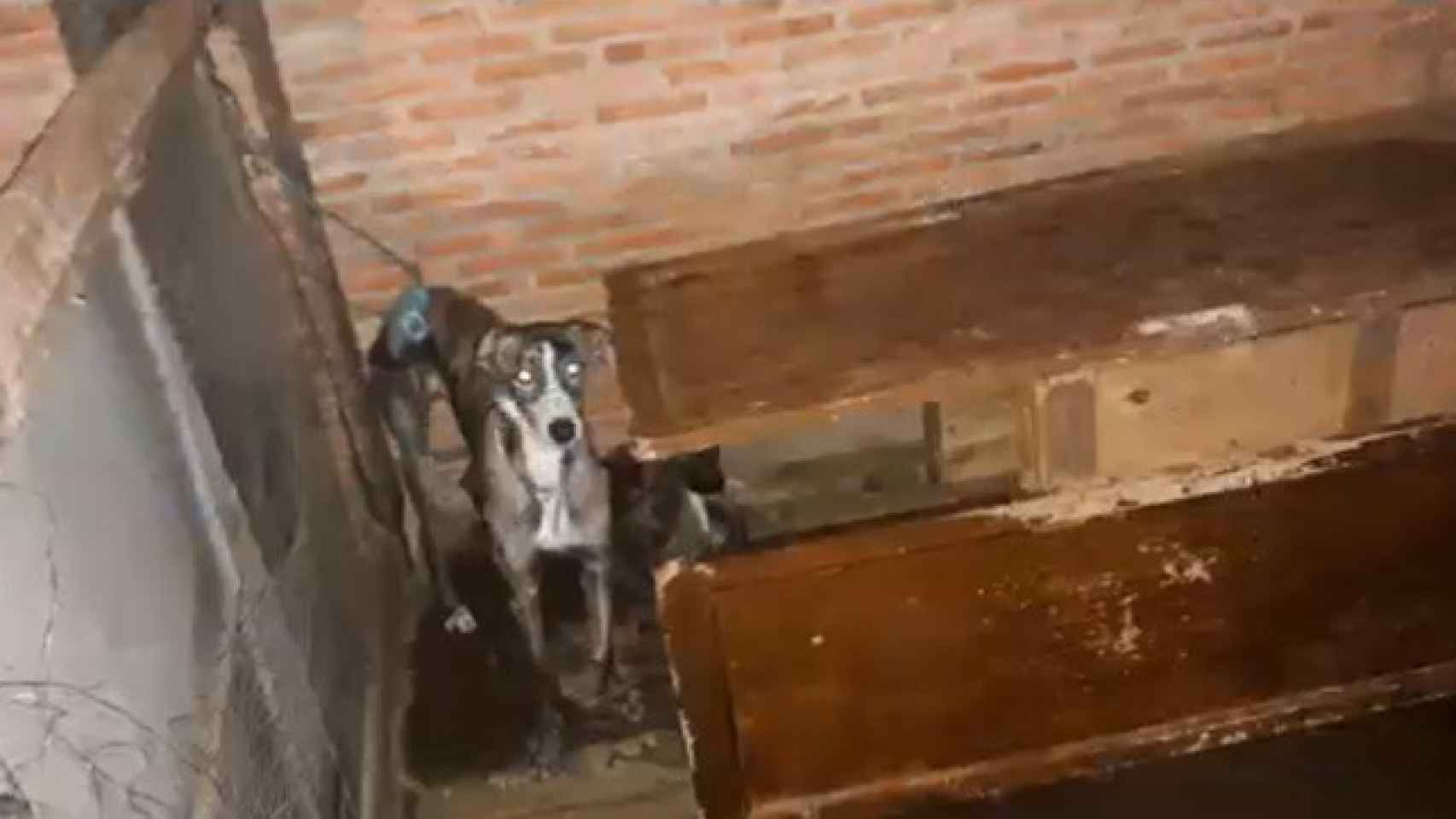 Valladolid-perro-desnutridos-policia-detenidos
