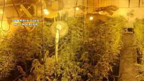 Imagen de recurso de una plantación de marihuana