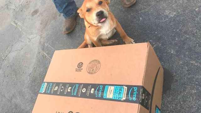 Un repartidor aplasta a un cachorro con un paquete e Internet se le echa encima